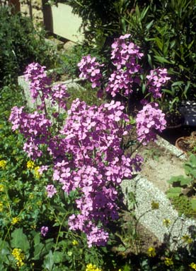 Nachtviole, Hesperis matronalis