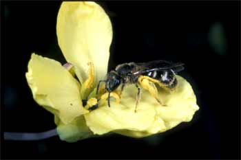 Lasioglossum calceatum an Rosenkohl