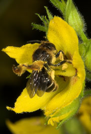 Schenkelbiene Macropis fulvipes beim Pollensammeln an Gilbweiderich