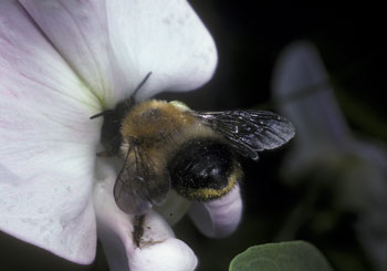 Megachile nigriventris, pollensammelndes Weibchen an Lathyrus latifolius
