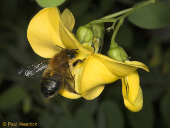Blattschneiderbiene Megachile nigriventris, Weibchen an Blasenstrauch Blattschneiderbiene Megachile nigriventris, Weibchen an Blasenstrauch