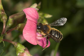 Osmia tridentatan an Lathyrus tuberosus