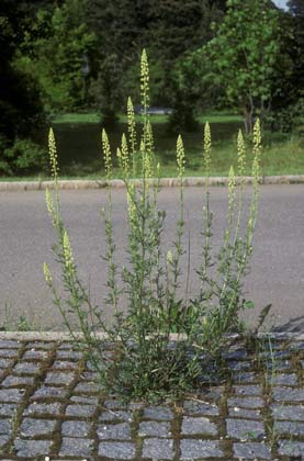 Reseda lutea