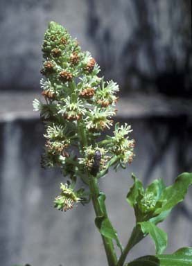 Reseda odorata, Garten-Resede