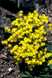Sedum acre, Mauerpfeffer