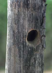 Xylocopa violacea Nest in Holzpfahl Xylocopa violacea Nest in Holzpfahl