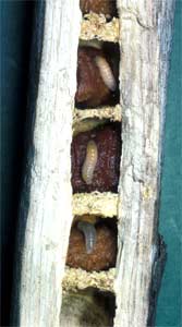 Xylocopa violacea Nest mit drei Larven Xylocopa violacea Nest mit drei Larven