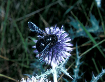 Xylocopa violacea, Weibchen auf Echinops ritro Xylocopa violacea, Weibchen auf Echinops ritro
