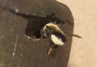 Weibchen beim Eintragen von Pollen