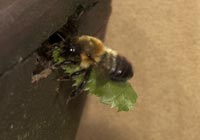 Weibchen beim Blatteintragen