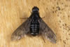 Anthrax anthrax - Wollschweber (Familie Bombyliidae)