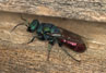 Chrysis austriaca - Goldwespen (Familie Chrysidiae)
