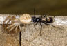 Dipogon hircanum - Wegwespen (Familie Pompilidae)