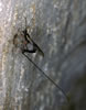 Ephialtes spec. - Schlupfwespen (Familie Ichneumonidae)