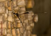 Gasteruption jaculator (Weibchen) - Schmalbauchwespen (Familie Gasteruptionidae)