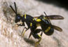 Leucospis dorsigera - Erzwespen (Familie Leucospididae)