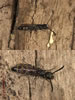Sapyga clavicornis - Keulenwespen (Familie Sapygidae) (M�nnchen oben, Weibchen unten)