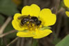 Lasioglossum Marginatum 06 0806 680