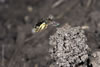Lasioglossum Marginatum 06 0860 680