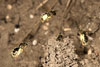 Lasioglossum Marginatum 06 0905-680