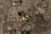 Lasioglossum Marginatum 06 0953-680