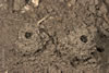 Lasioglossum Marginatum 06 0960 680