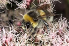 Bombus-lucorum-Gruppe M�nnchen