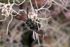 Lasioglossum nitidulum M�nnchen