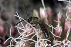Lasioglossum pauxillum M�nnchen