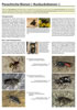 Poster 4: Parasitische Bienen ("Kuckucksbienen")