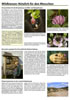 Poster 7: Wildbienen: N�tzlich f�r den Menschen