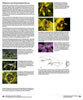 Vitrine 3: �lblumen und �lsammelnde Bienen