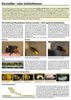 Poster 2: Einsiedler- oder Solit�rbienen