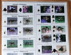 Vitrine 1: Pr�parate verschiedener Wildbienenarten mit Lebendfotos