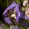 Andrena curvungula an Campanula poscharskyana - Braunschuppige Sandbiene