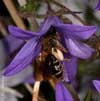 Andrena curvungula an Campanula poscharskyana - Braunschuppige Sandbiene