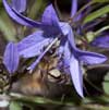 Apis mellifera an Campanula poscharskyana - Honigbiene
