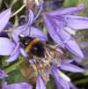 Bombus lucorum an Campanula poscharskyana - Helle Erdhummel
