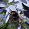 Bombus pratorum an Campanula poscharskyana - Kleine Waldhummel