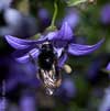 Bombus soroeensis an Campanula poscharskyana - Glockenblumen-Hummel