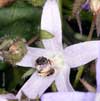 Halictus tumulorum an Campanula poscharskyana - Gew�hnliche Furchenbiene