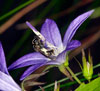 Lasioglossum nitidulum an Campanula poscharskyana - Schmalbienenart
