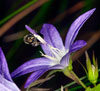 Lasioglossum nitidulum an Campanula poscharskyana - Schmalbienenart