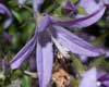 Lasioglossum pauxillum an Campanula poscharskyana - Schmalbienenart