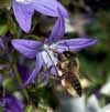 Megachile willughbiella an Campanula poscharskyana - Garten-Blattschneiderbiene