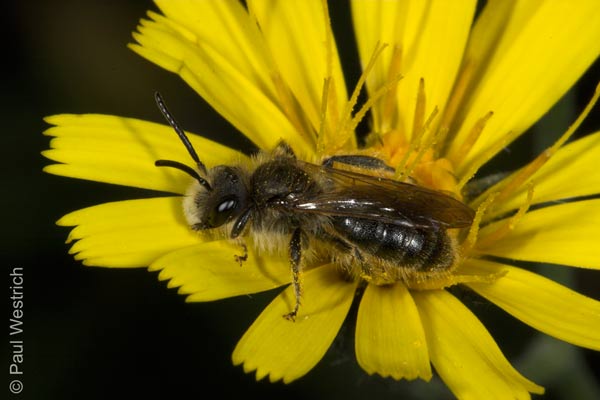 Andrena humilis - M&auml;nnchen