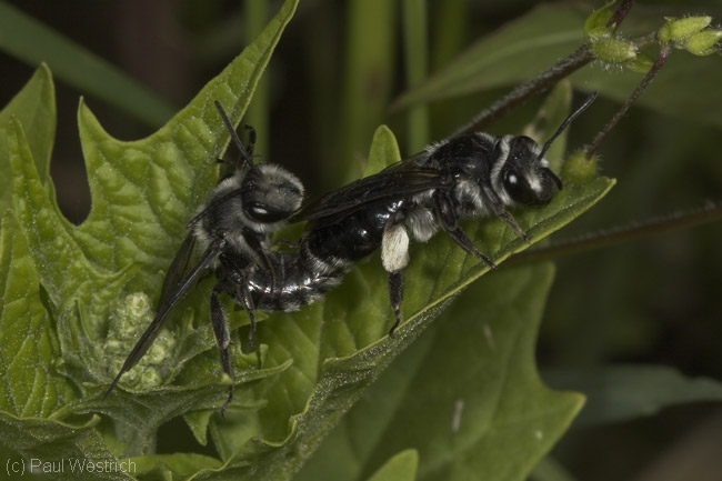 Andrena agilissima - Kopula