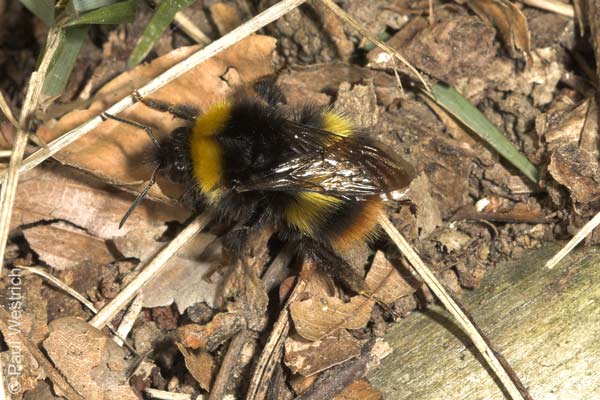 Bombus pratorum - K&ouml;nigin