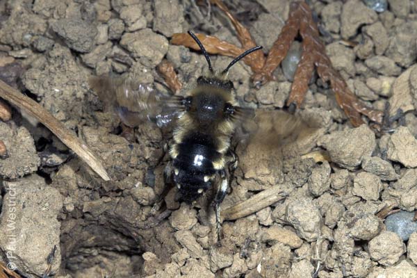 Melecta albifrons - Weibchen