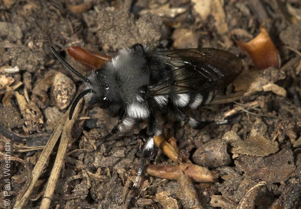 Melecta luctuosa - M&auml;nnchen